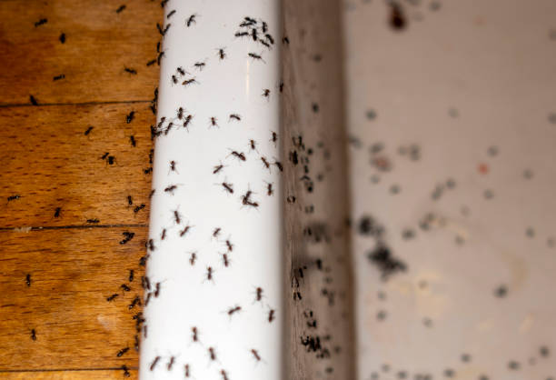 Best Termite Control Services  in Castleton On Hudson, NY