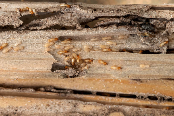 Best Wasp Removal Services  in Castleton On Hudson, NY